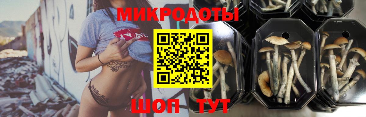 Галлюциногенные грибы Psilocybine cubensis  Вход с VPN  Холмск 